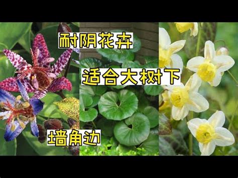 室外耐陰植物|15種耐陰植物，你會選哪種？